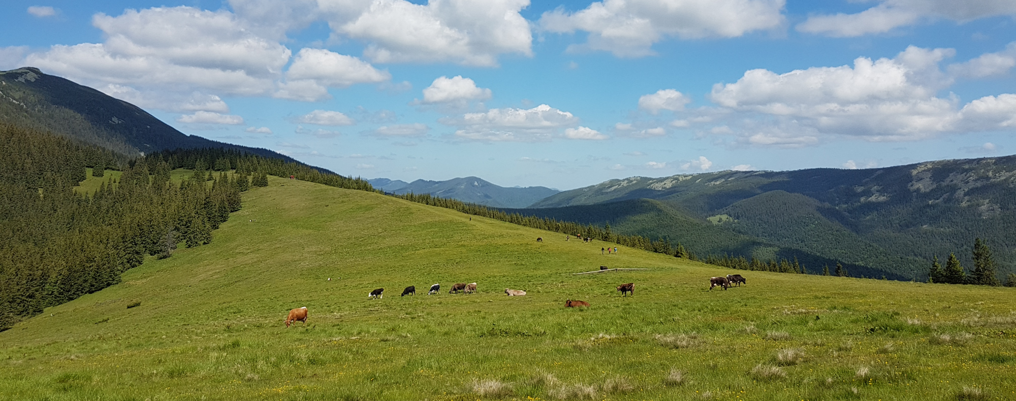 Пейзаж с коровами на поляне в горах