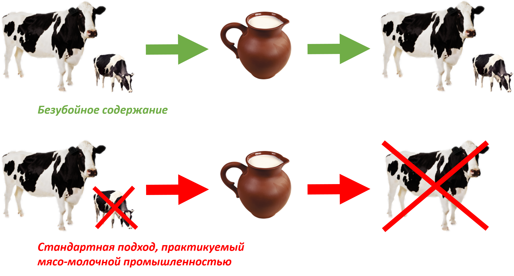 Контакты ферм-приютов, занимающихся защитой коров